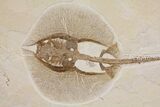 Spectacular, Fossil Stingray (Heliobatis) - Wyoming #137915-2
